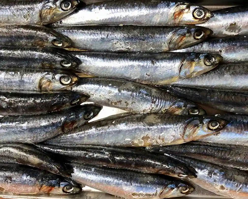 sardinas perfectas para consumir por su alto contenido en Omega-3