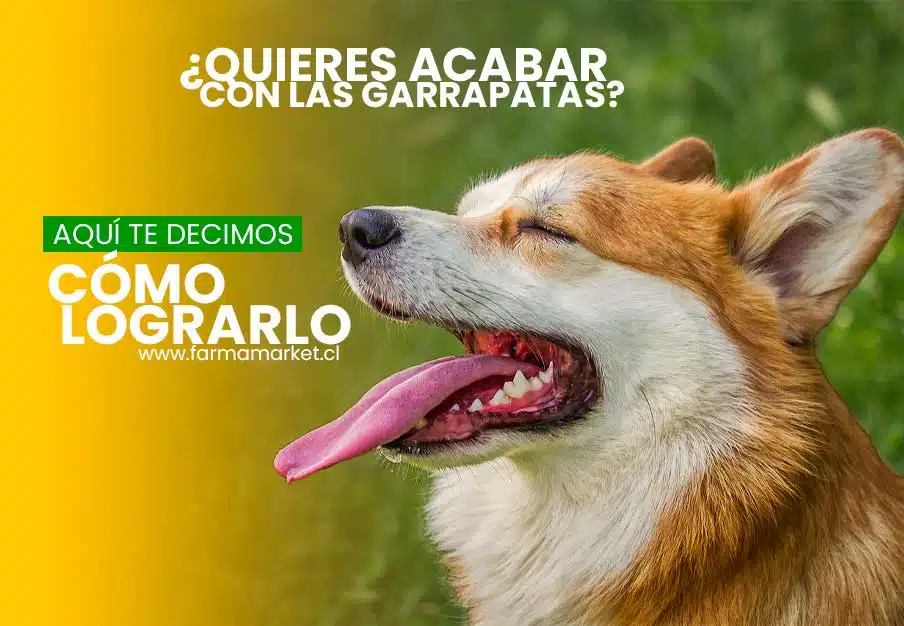 Este verano no puedes dejar de adquirir productos antigarrapatas en todas nuestras farmacias farmamarket chile