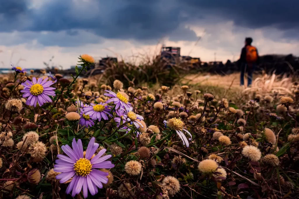 Con el comienzo de la primavera arrancan también las alegias